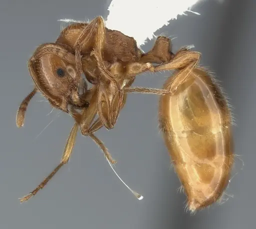 Chelaner centralis specimen