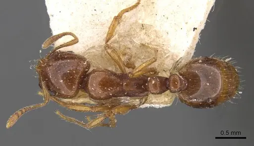 Chelaner centralis - CASENT0908671