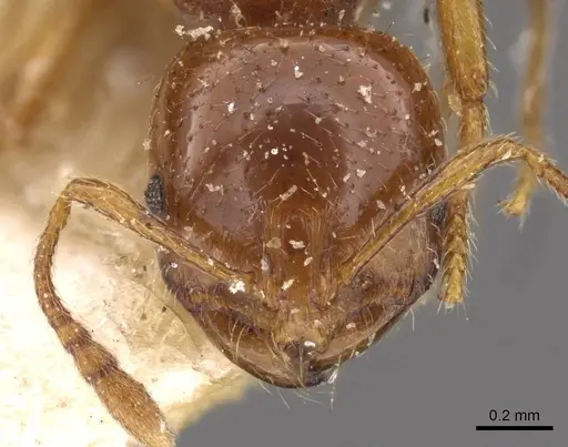 Chelaner centralis - CASENT0908671