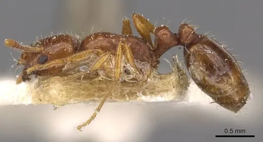 Chelaner centralis - CASENT0908671