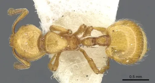 Chelaner crinitus specimen