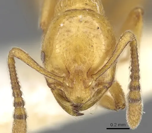 Chelaner crinitus specimen