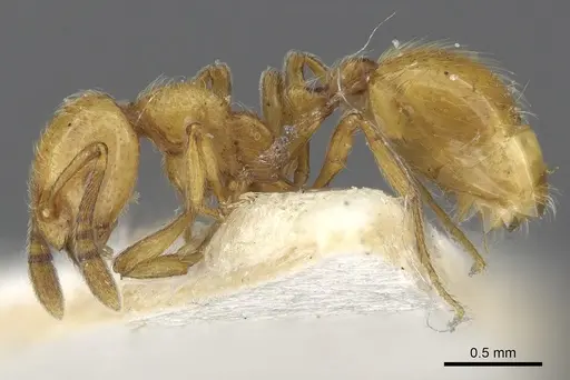 Chelaner crinitus specimen