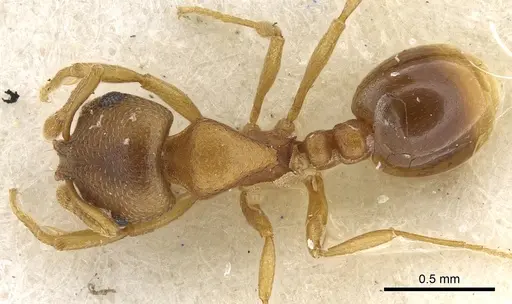 Chelaner decuria specimen