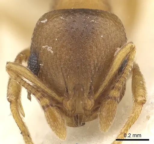 Chelaner decuria specimen