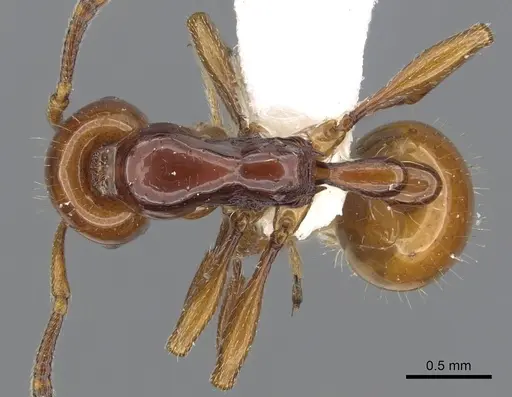 Chelaner draculai specimen