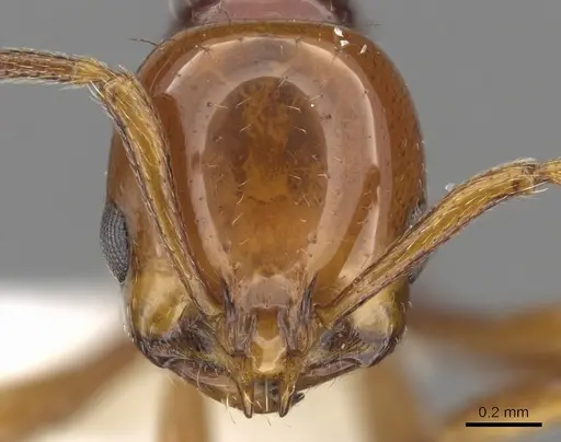 Chelaner draculai specimen