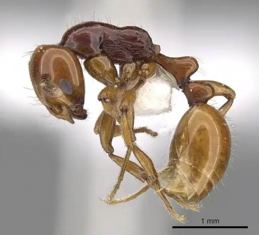 Chelaner draculai specimen