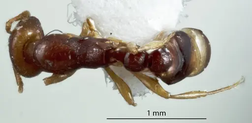 Chelaner durokoppinensis specimen