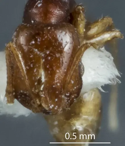 Chelaner durokoppinensis specimen