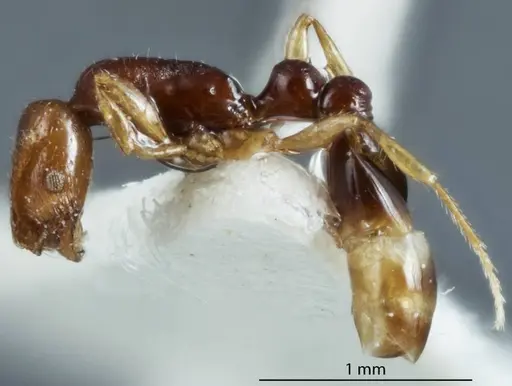 Chelaner durokoppinensis specimen