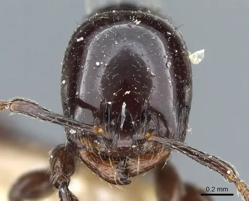 Chelaner edentatus specimen