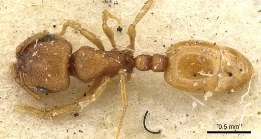 Chelaner elegantulus specimen