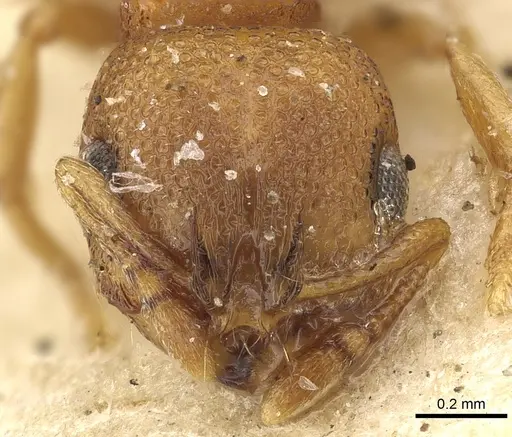 Chelaner elegantulus specimen