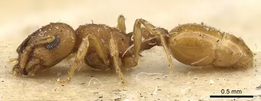 Chelaner elegantulus specimen