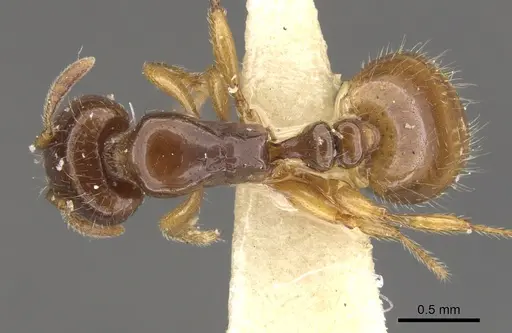 Chelaner euryodon specimen