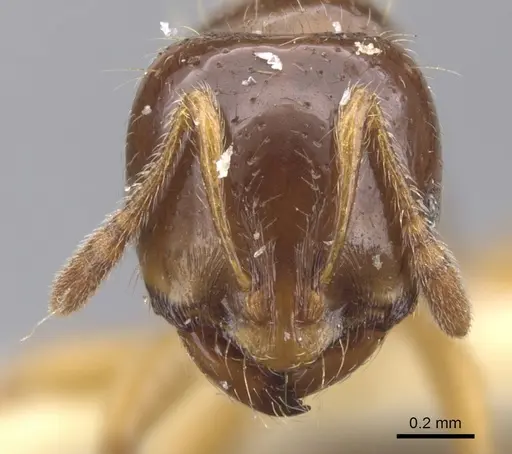 Chelaner euryodon specimen