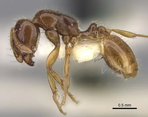 Chelaner euryodon specimen