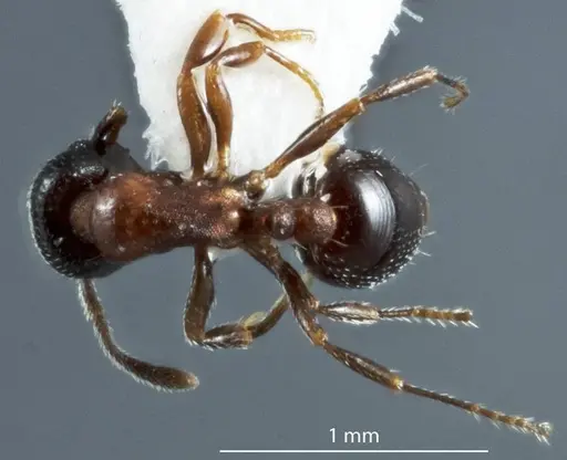 Chelaner falcatus specimen