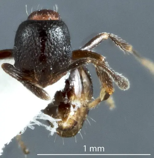 Chelaner falcatus specimen