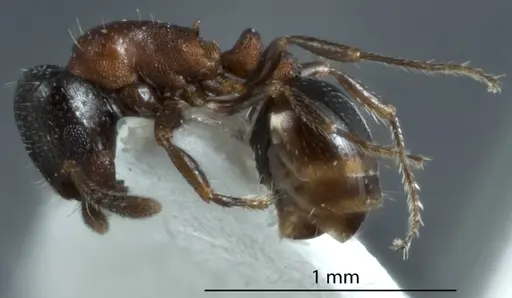 Chelaner falcatus specimen