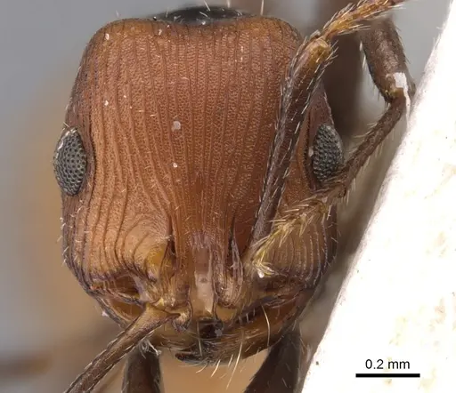 Chelaner flavoniger specimen