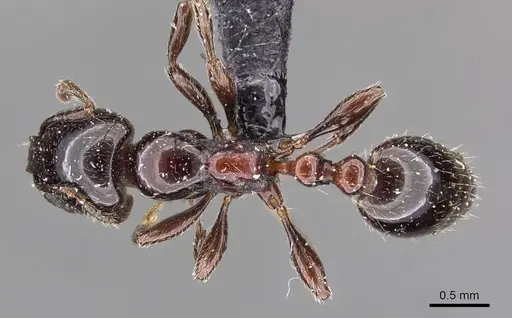 Chelaner gilberti specimen