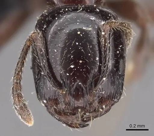 Chelaner gilberti specimen