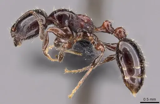 Chelaner gilberti specimen