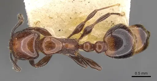 Chelaner gilberti - CASENT0908673