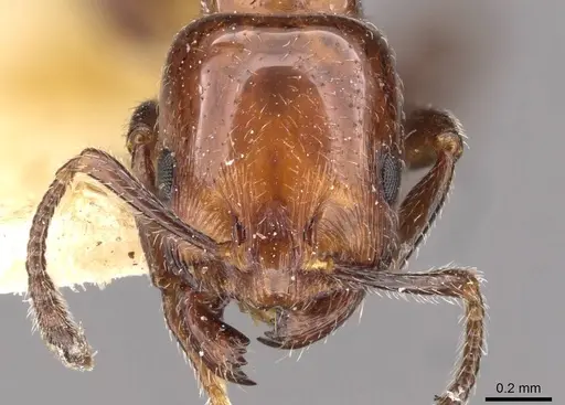 Chelaner gilberti - CASENT0908673