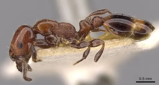 Chelaner gilberti - CASENT0908673