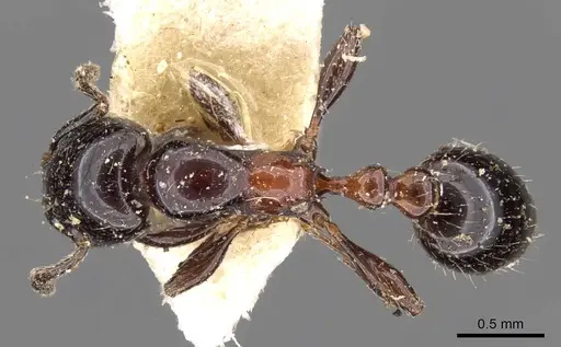 Chelaner gilberti - CASENT0908674