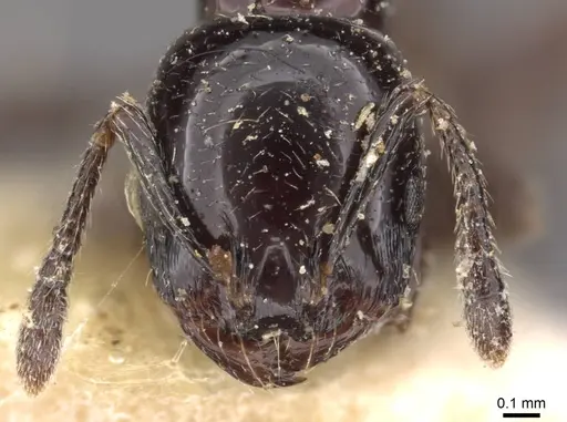 Chelaner gilberti - CASENT0908674