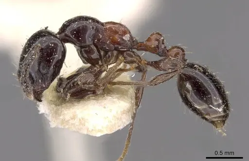 Chelaner gilberti - CASENT0908674