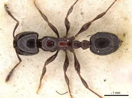 Chelaner gilberti - CASENT0914400