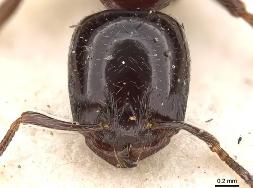 Chelaner gilberti - CASENT0914400