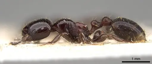 Chelaner gilberti - CASENT0914400