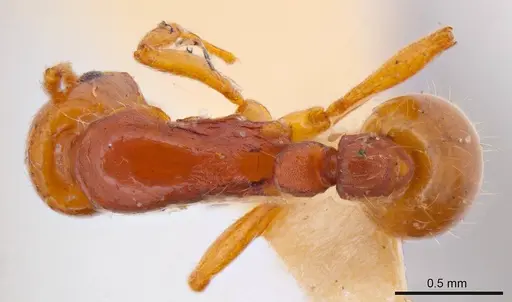Chelaner insolescens specimen
