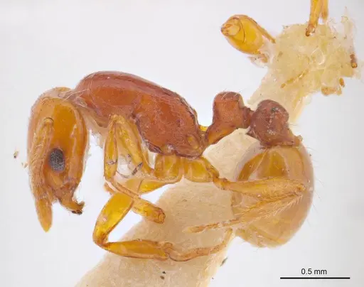 Chelaner insolescens specimen