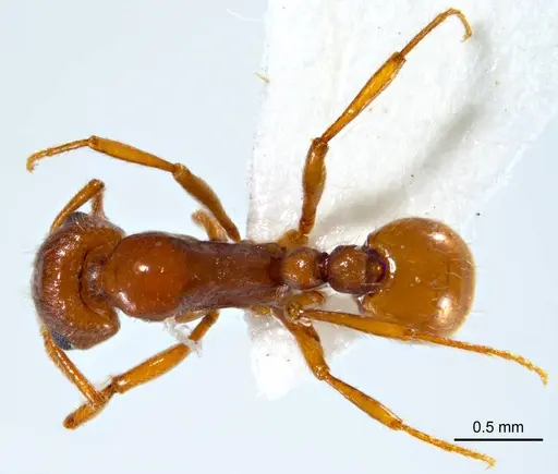 Chelaner insolescens - ANTWEB1008678