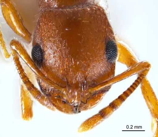 Chelaner insolescens - ANTWEB1008678