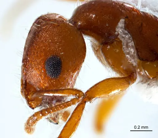 Chelaner insolescens - ANTWEB1008678