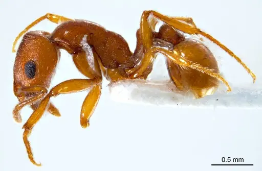 Chelaner insolescens - ANTWEB1008678