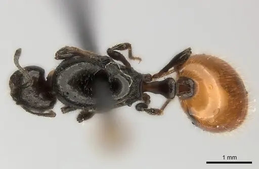 Chelaner kiliani specimen