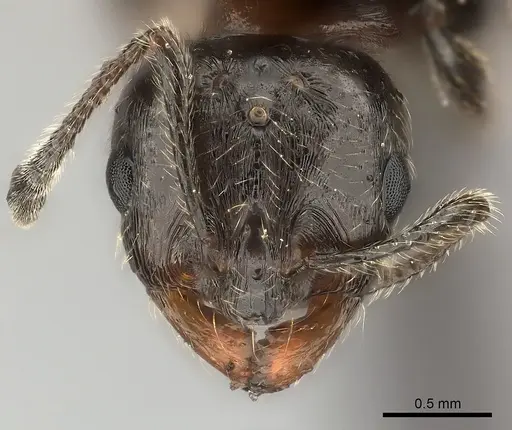 Chelaner kiliani specimen