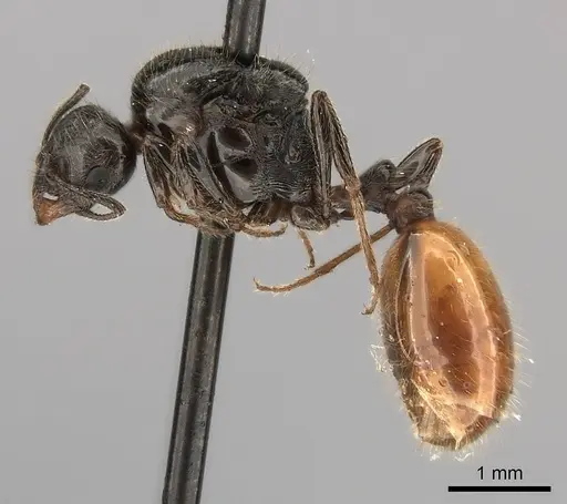 Chelaner kiliani specimen