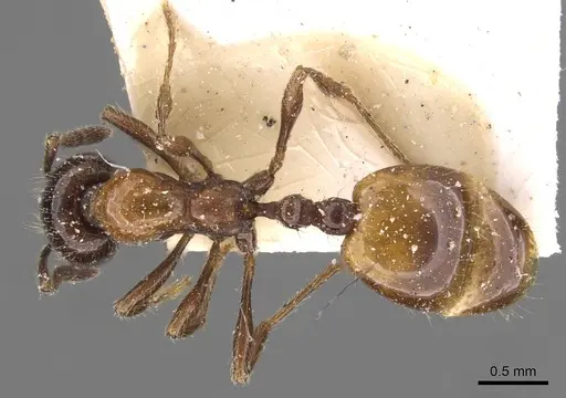 Chelaner kiliani - CASENT0908676