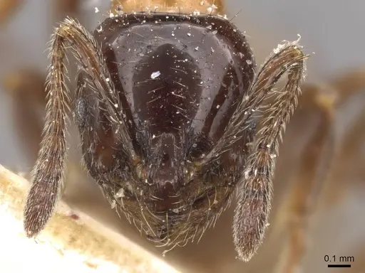 Chelaner kiliani - CASENT0908676