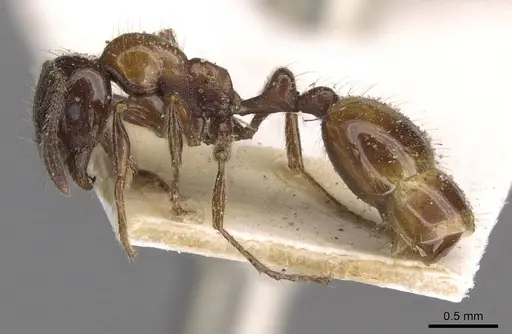 Chelaner kiliani - CASENT0908676